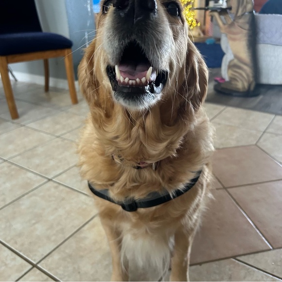 BoLux Tactical Dog Harness – NWT – XL Red or L Gray – No Pull – Heavy Duty - Picture 11 of 11